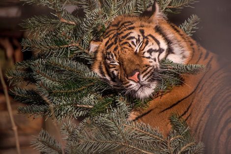 Weihnachten im Zoo – Tiergeschichten am 24. Dezember im Raubtierhaus