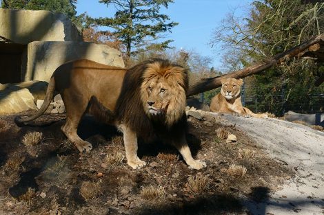 Einzug der Könige in Heidelberg – Löwenanlage im Zoo feierlich eröffnet