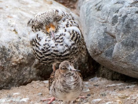 Gefiederte Ritter im prachtvollen Gewand – Kampfläufer im Zoo in Paarungslaune