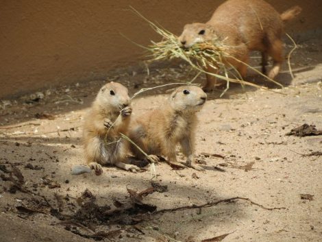 Nachwuchs bei den Präriehunden im Zoo – Sonne lockt Jungtiere aus dem Bau