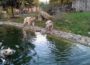Zoo Heidelberg: Endlich traut sich Braunbärin Gudrun in die neue Außenanlage