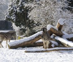 Im Zoo Heidelberg beginnt die Adventszeit – Weihnachtsmarkt am 26. und 27. November