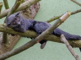 Zoo HD: Deutsch-französische Beziehung bei Binturongs – Wird es die große Liebe?