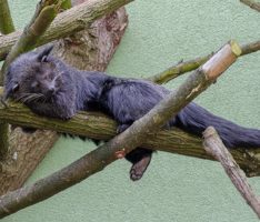 Zoo HD: Deutsch-französische Beziehung bei Binturongs – Wird es die große Liebe?