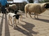 Schwarz-weißer Nachwuchs im Zoo HD: Junge Rhönschafe im Streichelzoo