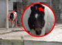 Zoo Heidelberg: Merkwürdiges Horn an Shetland-Pony Crunch entdeckt