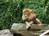 Zoo Heidelberg: Letzte Vorbereitungen für den Baubeginn der Löwenanlage