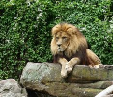 Zoo Heidelberg: Letzte Vorbereitungen für den Baubeginn der Löwenanlage