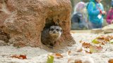 Zoo HD: Erdmännchen und Stachelschweine beziehen neues Gehege