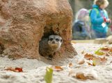 Zoo HD: Erdmännchen und Stachelschweine beziehen neues Gehege