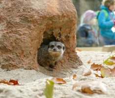 Zoo HD: Erdmännchen und Stachelschweine beziehen neues Gehege