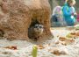 Zoo HD: Erdmännchen und Stachelschweine beziehen neues Gehege