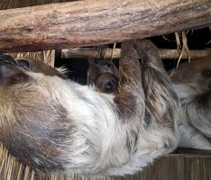 Abhängen mit Mama und Papa – Nachwuchs bei den Faultieren (im Zoo)