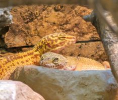 Leoparden im Kleinen Affenhaus? Faszinierend gefleckter Neuzugang im Zoo