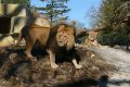 Einzug der Könige in Heidelberg – Löwenanlage im Zoo feierlich eröffnet