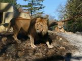 Einzug der Könige in Heidelberg – Löwenanlage im Zoo feierlich eröffnet