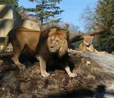Einzug der Könige in Heidelberg – Löwenanlage im Zoo feierlich eröffnet