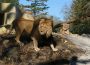 Einzug der Könige in Heidelberg – Löwenanlage im Zoo feierlich eröffnet