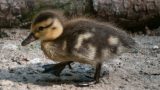 Osterspaß zum Mitmachen in der Zooschule – Hasen, Küken und alles rund ums Ei