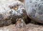 Gefiederte Ritter im prachtvollen Gewand – Kampfläufer im Zoo in Paarungslaune