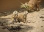 Nachwuchs bei den Präriehunden im Zoo – Sonne lockt Jungtiere aus dem Bau