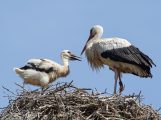 Weißstörche aus dem Zoo Heidelberg sind nach Süden gezogen