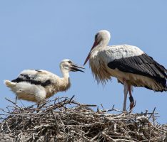 Weißstörche aus dem Zoo Heidelberg sind nach Süden gezogen