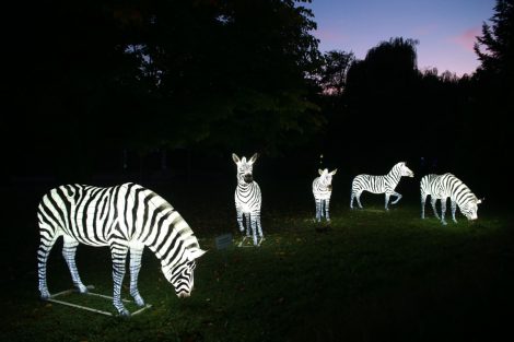 Heidelberger Zoo-Leuchten noch bis 29. November – Mit Aktion von Fody’s